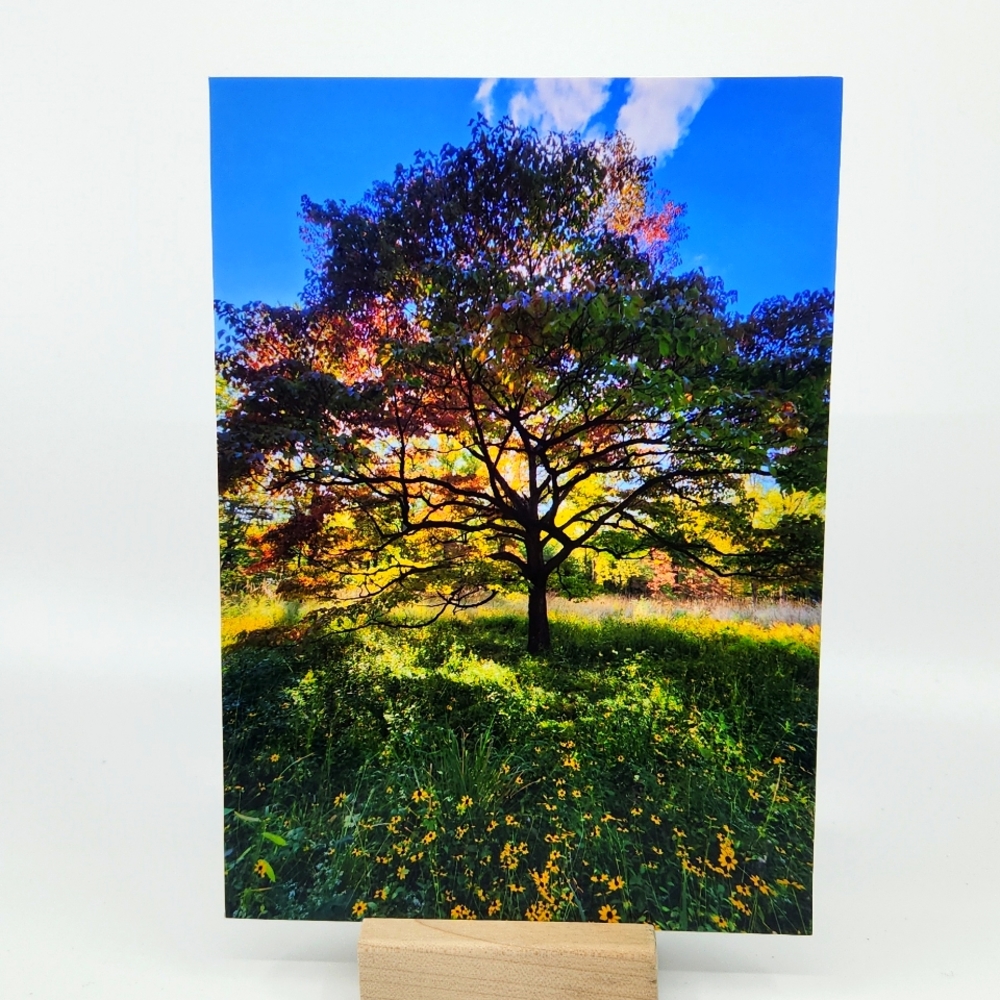 Original Art Photograph: "Abundant Tree" by Butterfly Rising Designs